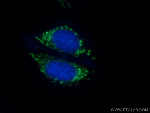 [23254-1-AP-20UL] IDH2 Polyclonal antibody