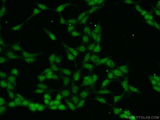 [23263-1-AP-20UL] MAML3 Polyclonal antibody