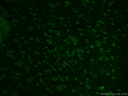 [23274-1-AP-150UL] PINK1 Polyclonal antibody