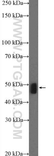 [23296-1-AP-150UL] MTERFD1 Polyclonal antibody