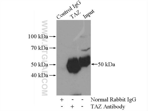 [23306-1-AP-150UL] TAZ Polyclonal antibody