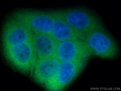 [23307-1-AP-20UL] LGALS3BP Polyclonal antibody