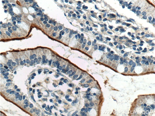 [23326-1-AP-150UL] GPR39 Polyclonal antibody