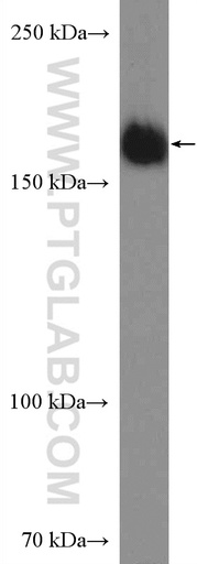 [23340-1-AP-150UL] TOPBP1 Polyclonal antibody