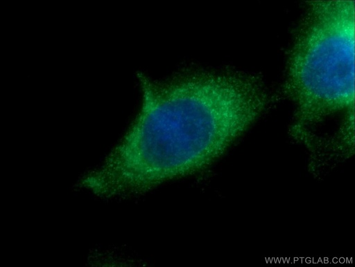 [23345-1-AP-150UL] KDELC2 Polyclonal antibody