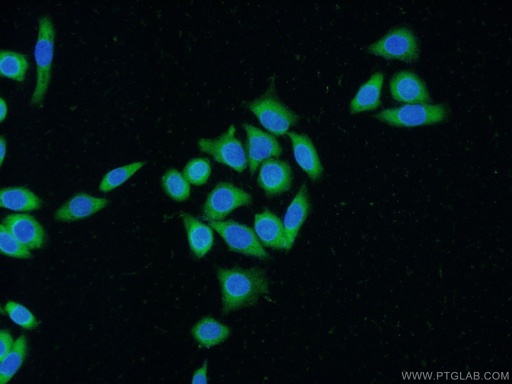 [23369-1-AP-150UL] FKBPL Polyclonal antibody