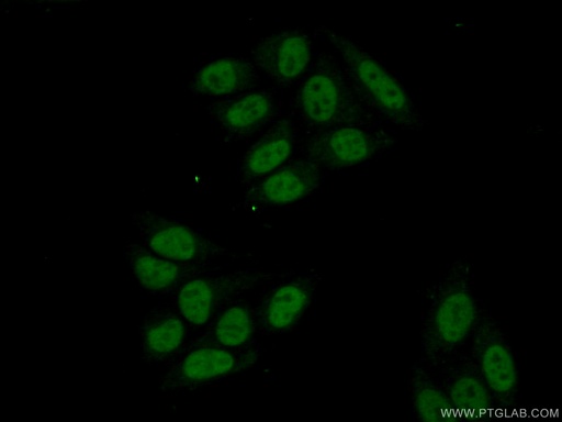 [23374-1-AP-20UL] ZCCHC8 Polyclonal antibody