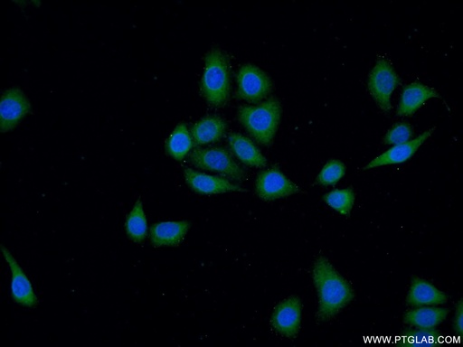 [23421-1-AP-150UL] DOCK180 Polyclonal antibody