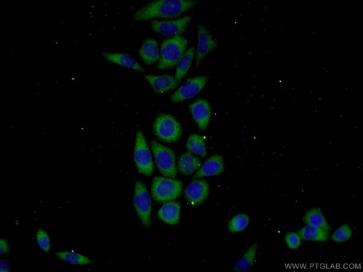 [23443-1-AP-150UL] KHDC1 Polyclonal antibody