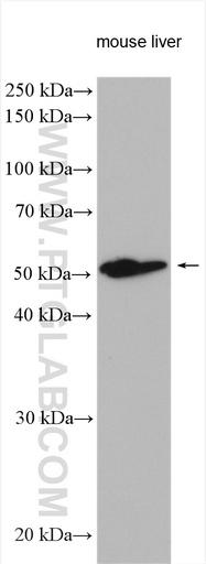 [23495-1-AP-20UL] UGT1A1 Polyclonal antibody