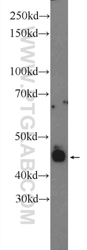 [23546-1-AP-20UL] Retinal S antigen Polyclonal antibody
