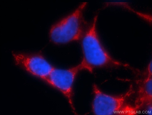 [23549-1-AP-150UL] KGA/GAM/GAC Polyclonal antibody