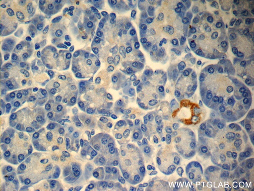[23731-1-AP-20UL] TMEM231 Polyclonal antibody