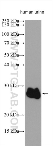 [23803-1-AP-20UL] ZG16B Polyclonal antibody