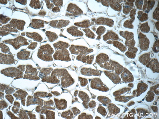 [23842-1-AP-20UL] NDUFC1 Polyclonal antibody