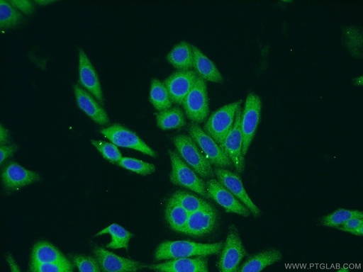 [23843-1-AP-150UL] ARCN1 Polyclonal antibody