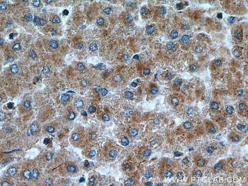 [23849-1-AP-20UL] IER2 Polyclonal antibody
