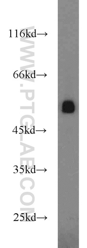 [23850-1-AP-20UL] GPR83 Polyclonal antibody