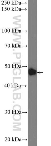[23922-1-AP-20UL] ZNF572 Polyclonal antibody