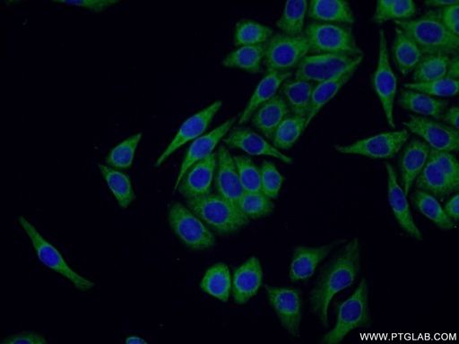 [23925-1-AP-20UL] SOX7 Polyclonal antibody