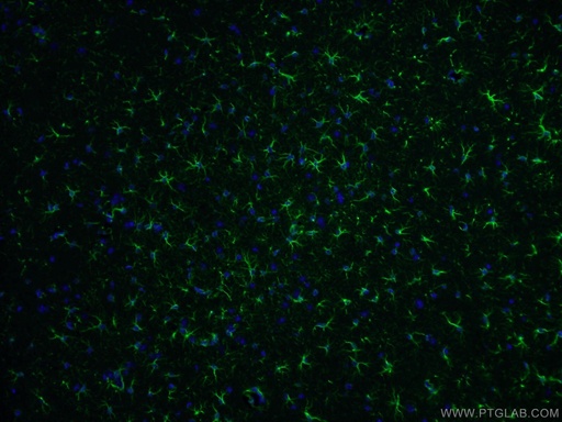 [23935-1-AP-20UL] GFAP Polyclonal antibody