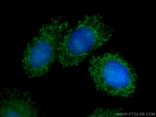 [23959-1-AP-20UL] BCL3 Polyclonal antibody