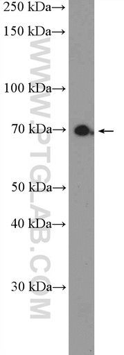 [23960-1-AP-150UL] MPEG1 Polyclonal antibody