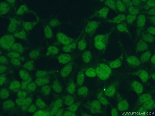 [23965-1-AP-20UL] HOMEZ Polyclonal antibody