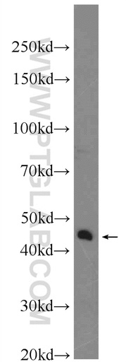 [23968-1-AP-20UL] XKR6 Polyclonal antibody