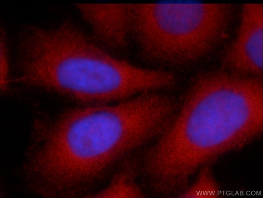 [23972-1-AP-20UL] Angiotensinogen Polyclonal antibody