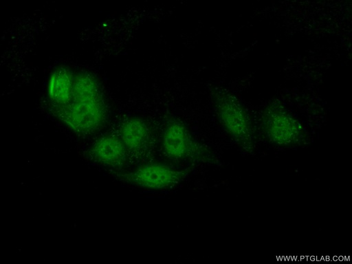 [23976-1-AP-20UL] BARHL2 Polyclonal antibody