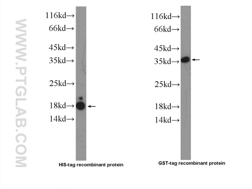 [23978-1-AP-20UL] GR repeat Polyclonal antibody