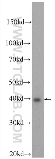 [23989-1-AP-20UL] BRMS1L Polyclonal antibody