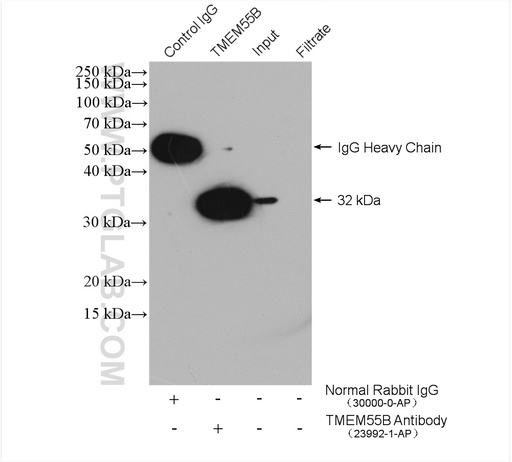 [23992-1-AP-150UL] TMEM55B Polyclonal antibody