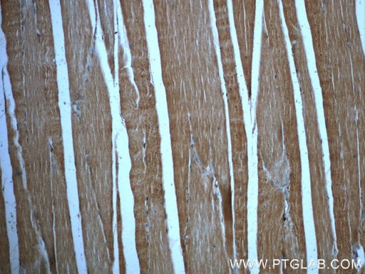 [23995-1-AP-150UL] FNDC5 Polyclonal antibody