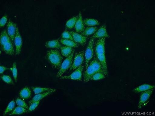 [23996-1-AP-150UL] TFAM Polyclonal antibody