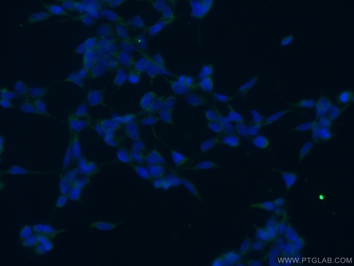 [24032-1-AP-20UL] ANKRD50 Polyclonal antibody