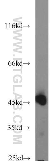 [24068-1-AP-20UL] C9orf41 Polyclonal antibody