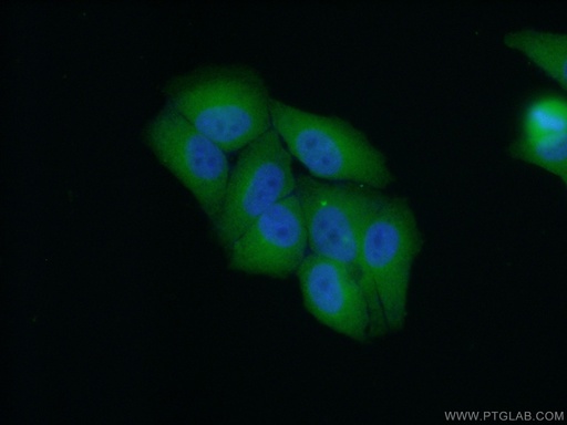 [24102-1-AP-150UL] NT5DC1 Polyclonal antibody