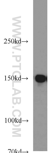 [24116-1-AP-150UL] RPAP1 Polyclonal antibody