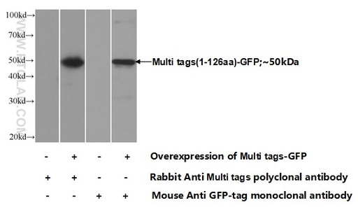 [24147-1-AP-20UL] Multi tags Polyclonal antibody