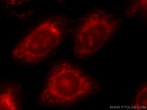 [24169-1-AP-20UL] ATF6 Polyclonal antibody