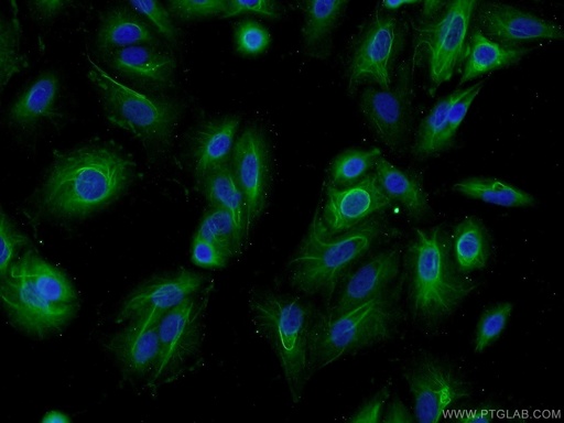 [24183-1-AP-150UL] C2orf67 Polyclonal antibody