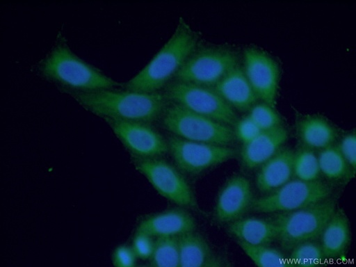 [24199-1-AP-20UL] IL-28B/ IFNL3 Polyclonal antibody