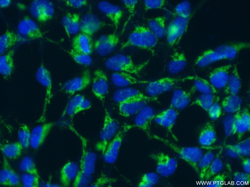 [24209-1-AP-150UL] C1orf31 Polyclonal antibody