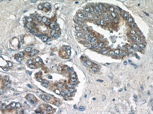 [24274-1-AP-150UL] STAC2 Polyclonal antibody
