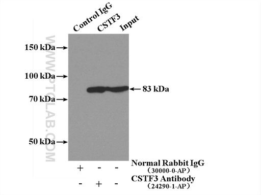 [24290-1-AP-20UL] CSTF3 Polyclonal antibody