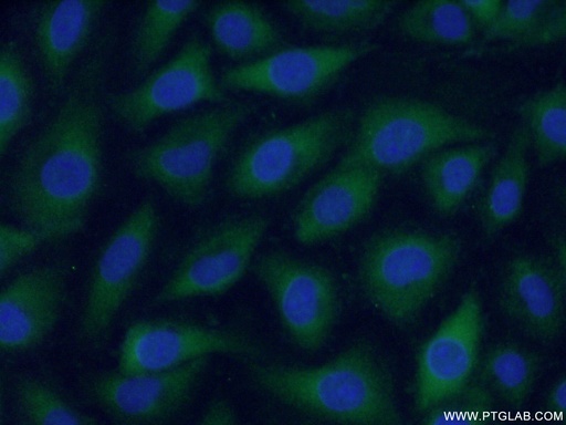 [24295-1-AP-20UL] F2 Polyclonal antibody