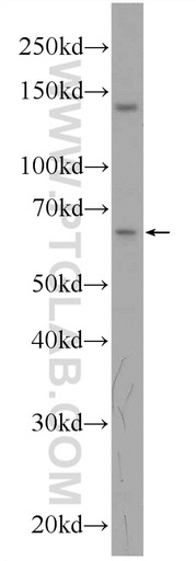 [24299-1-AP-150UL] GRAMD4 Polyclonal antibody