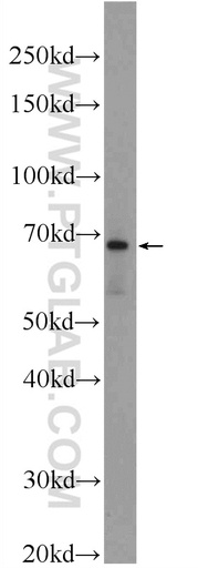 [24307-1-AP-150UL] LARGE Polyclonal antibody